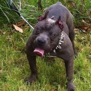 Meet your Posher, Ernest